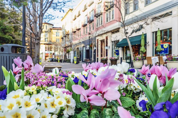 Scenery of the flower bed in the street